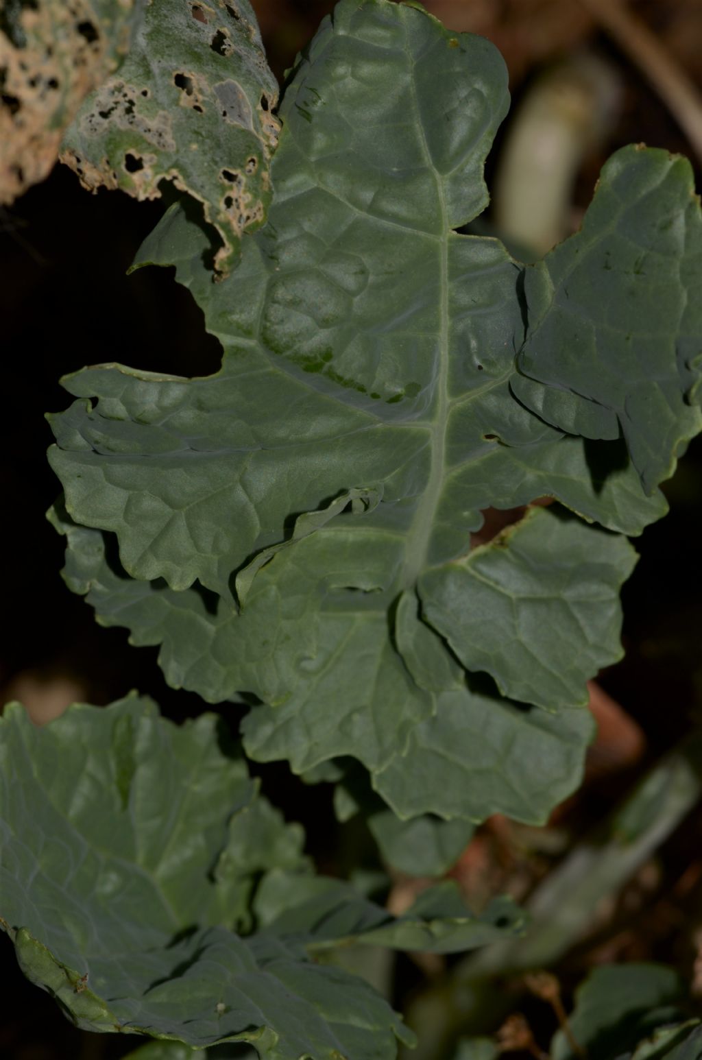 Bruchi di...  Chrysodeixis chalcites (cfr.) - Noctuidae